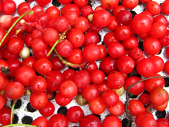 Schisandra chinensis