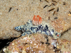 Hypselodoris saintvincentius