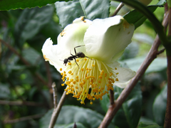 Camellia sinensis
