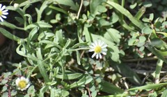 Aphanostephus ramosissimus