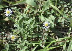 Aphanostephus ramosissimus