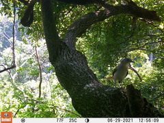 Phyllastrephus scandens