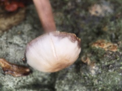 Marasmiineae