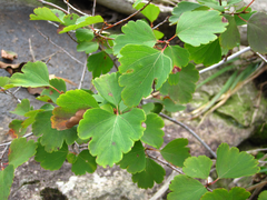 Spiraea blumei