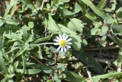 Aphanostephus ramosissimus