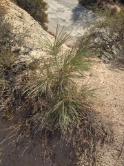 Pinus sabiniana