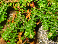 Selaginella rossii