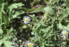 Aphanostephus ramosissimus