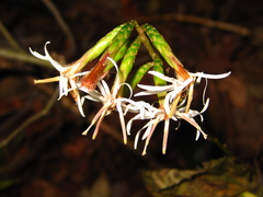 Ainsliaea acerifolia