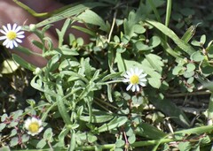 Aphanostephus ramosissimus