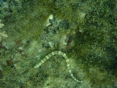 Corythoichthys flavofasciatus