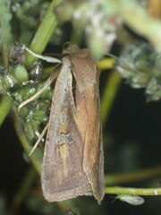 Ichneutica atristriga
