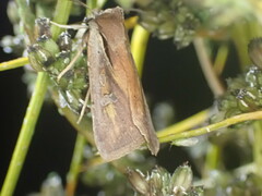 Ichneutica atristriga