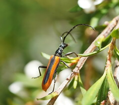 Stenoderus suturalis