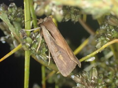 Ichneutica atristriga