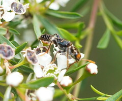 Scrobiger splendidus