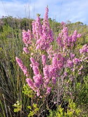 Erica irregularis