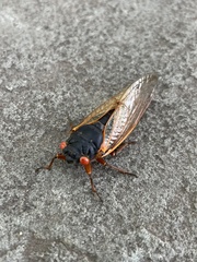 Magicicada septendecim