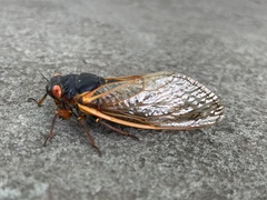 Magicicada septendecim