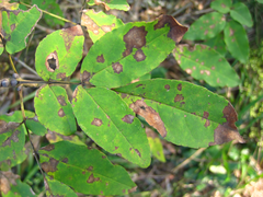 Fraxinus sieboldiana