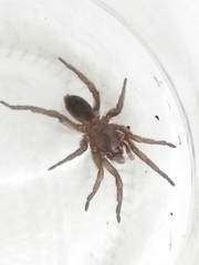 Stenoterommata platensis