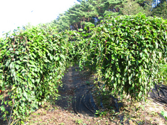 Schisandra chinensis