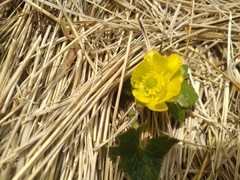 Ranunculus nivicola