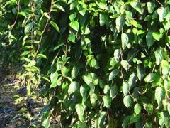 Schisandra chinensis