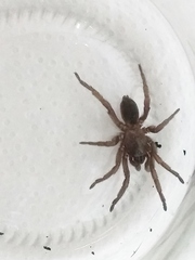 Stenoterommata platensis