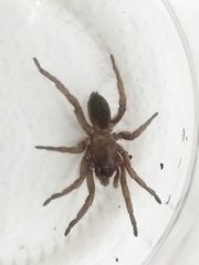 Stenoterommata platensis