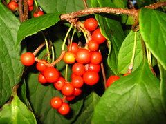 Schisandra chinensis