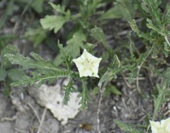Chamaesaracha coronopus