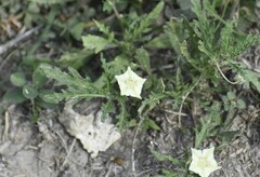 Chamaesaracha coronopus