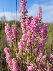 Erica irregularis