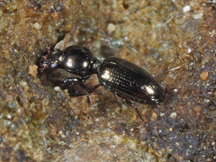 Dyschirius