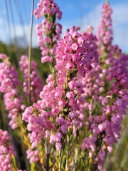 Erica irregularis