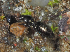 Dyschirius