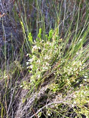Erica imbricata