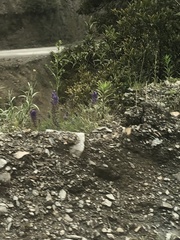 Lupinus altimontanus