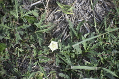 Chamaesaracha coronopus