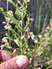 Erica imbricata