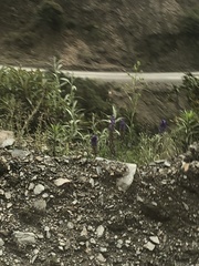 Lupinus altimontanus