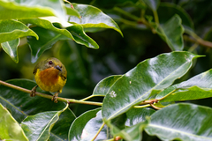 Chalcoparia singalensis