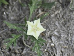 Chamaesaracha coronopus