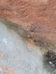 Physocyclus globosus