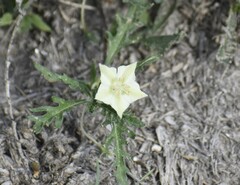 Chamaesaracha coronopus