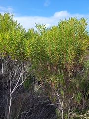 Leucadendron coniferum