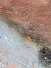 Physocyclus globosus