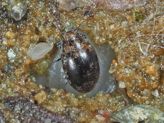 Pelochares versicolor