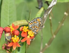 Chlosyne definita